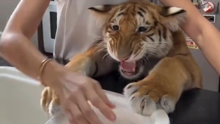 อาหารยังทำเสร็จไม่ทัน ลูกเสือตัวน้อยร้อนใจจนอยากจะลงมือหยิบกินเลย
