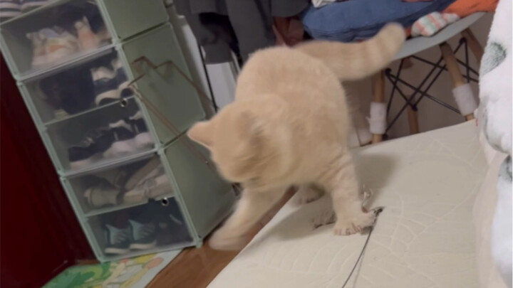 Trong những lời khen ngợi liên tục, Pù Tung ngày càng bị cuốn hút