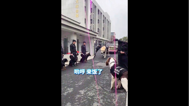 อาหารค่ำวันส่งท้ายปีเก่าของสุนัขตำรวจเป็นอย่างไร?
