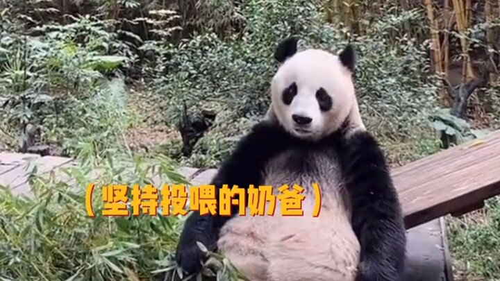 Mei Qing: Sampah bambu macam apa yang berani dibawa untuk kumakan?