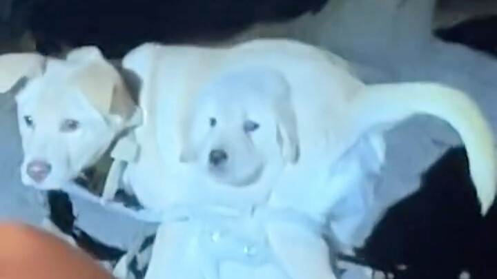 Mengejutkan! Ternyata ada anjing yang tumbuh di perut seekor anjing!