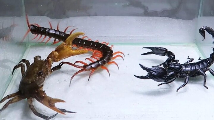 蝎子，蜈蚣，螃蟹大PK。