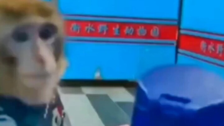 Kinh ngạc: Người đàn ông bị liệt nặng vẫn được vợ khỉ hết lòng chăm sóc, không rời nửa bước