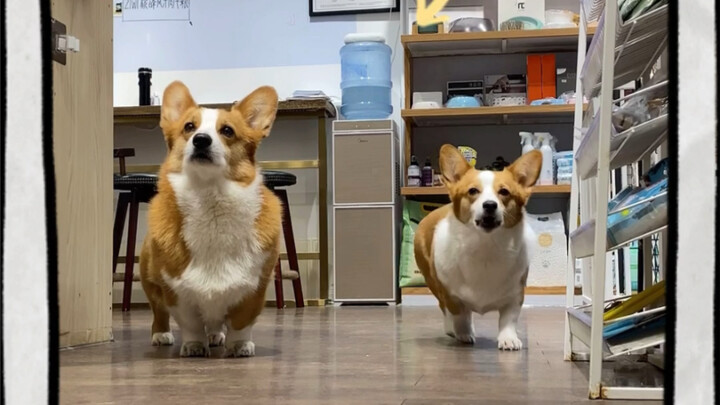 Xiao Zhi never runs toward me.