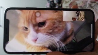 Papi Jiang's Xiao Mi: Selamat kepada Bibi Jiang yang telah bergabung dengan pasukan penggemar kucing