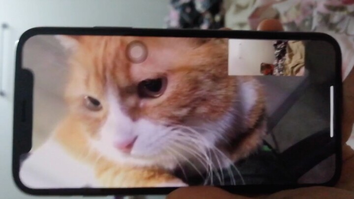 Papi Jiang's Big and Little Mi: Congratulations to Auntie Jiang for joining the virtual cat-petting 