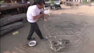 -小鹅从小被猫咪养大   每次被欺负都会找猫告状  猫咪听到后冲出来就是给狗两巴掌