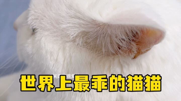 Kucing paling manis di dunia