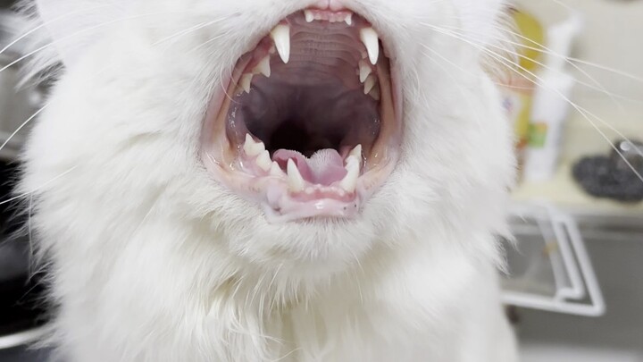 Haven't seen Kaishelu for a week!