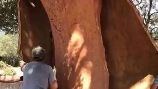 给软木橡树“剥皮”~这些都是“死皮”，操作得当不会伤害软木橡树哦！