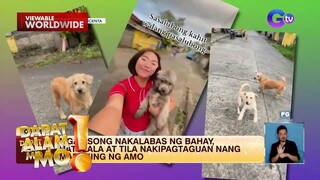 Mga asong nakalabas ng bahay, nakipagtaguan sa kanilang amo | Dapat Alam Mo!