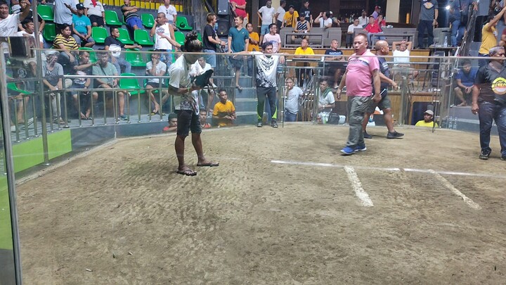 WPC 6 cocks Final BLACK HENNIE WIN