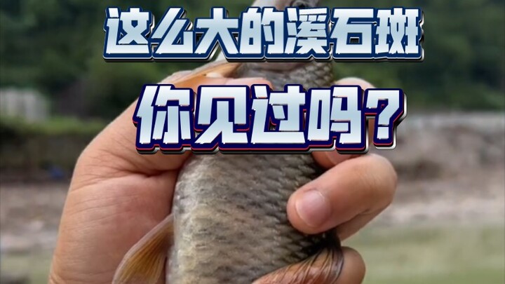 ลำธารเล็กแห่งนี้ทั้งทรัพยากรดี แถมปลาตัวยังใหญ่อีกด้วย