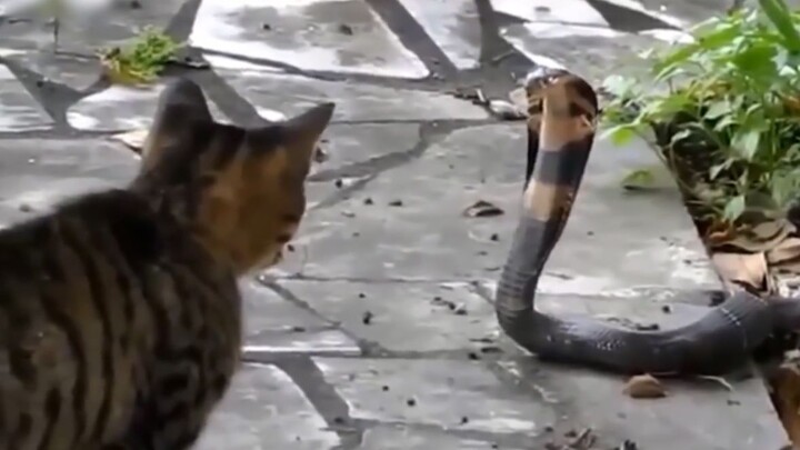 [สัตว์]งูเห่า: แมวตัวนี้มันยังไง? ข่วนฉัน? บ้าไปแล้ว! ฉันคืองูพิษ!