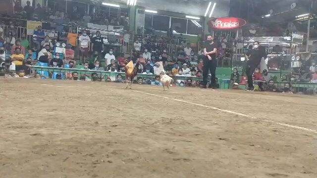 grace sison white in action