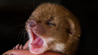 Cute Ways Animals Sleep | From Snoozing Owls to Twitching Weasels🐾