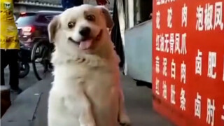 Other dogs rely on being cute, Border Collies rely on their intelligence