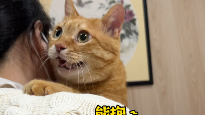 Ketika kucing kecil masuk ke rumah sakit, ia langsung berubah menjadi anjing laut!