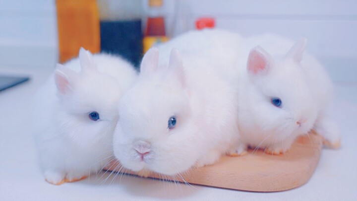 Air-cured rabbit, the crucial one minute
