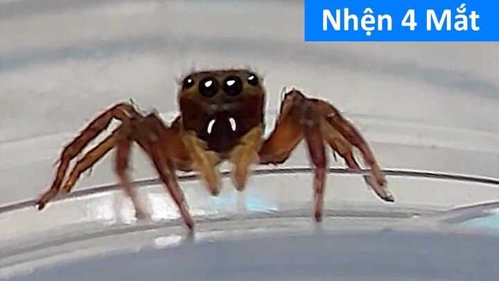 Con nhện 4 mắt dễ thương - con nhện - con vật cho bé - tieng keu tv