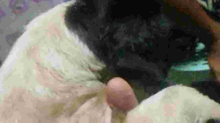 Gwapong.Aso.Daw po sya🤣