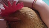 [Animal] [Hen] Falling Asleep