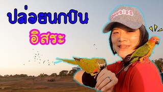 พานกแก้วบินอิสระ EP.10