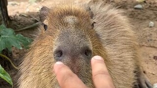 Kondisi emosi capybara ini memang terlalu unggul—bahkan saat hidungnya ditusuk pun ia sama sekali ta