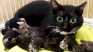 With a can of cat food, he tricked Green-Eyed Snow into bringing in his family of seven and made a f