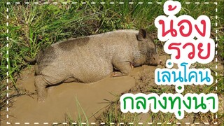 🐷น้องรวยอาบน้ำแร่แช่น้ำโคลนในทุ่งนา🐖🏞