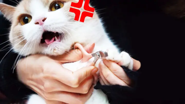 [Animals]When you trim nails for six cats...