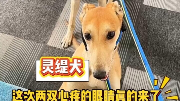 สรุปว่าครั้งนี้ตาคู่เห็นใจสองคู่มาจริงๆ แล้ว!