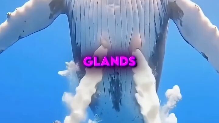 MOST People Don't Know How Whales Feed Their Babies 🤯 credit @  KICKHITZ