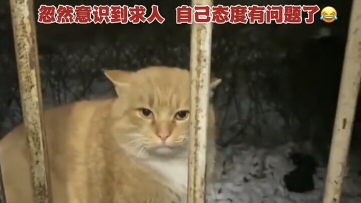 Cat: Sorry, I was a bit loud just now.