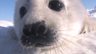 Seandainya kamu belum pernah mendengar anak anjing laut manja