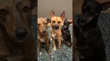 Charming Dogs Pose Exactly Like Pictures Shown on Phone #Shorts