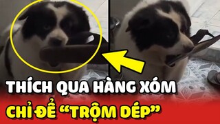 Bé chó cỏ MẬP NHƯ HEO thích qua nhà hàng xóm để TRỘM DÉP 😂 | Yêu Lu