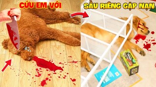 Thú Cưng Vlog | Sầu Riêng Và Cô Cô #3 | Chó gâu đần thông minh vui nhộn | Funny smart pet dog