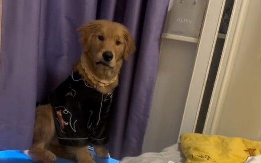 แม้แต่สุนัขยังกลัวการฟ้องร้อง