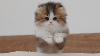 Jumping up to knee height