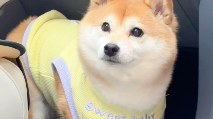 Ai giúp tôi nói với chú cún này đi, tự nó thì chẳng thể trèo lên được đâu!