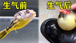 Ikan buntal: Bersabarlah dan Anda akan tenang; mundurlah selangkah dan Anda akan semakin marah.
