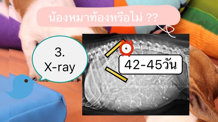 รู้หรือไม่? สุนัขท้องกี่เดือน สุนัขท้องกี่วัน สุนัขคลอดเมื่อไหร่ by Thai Pet Academy