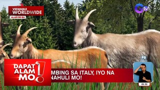 Mga kambing sa Italy, libreng mapapasayo kapag nahuli mo?! | Dapat Alam Mo!