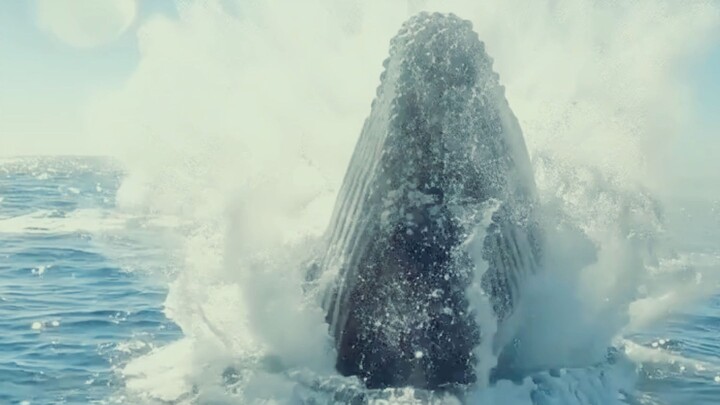 WHALES SURROUND THE BOAT