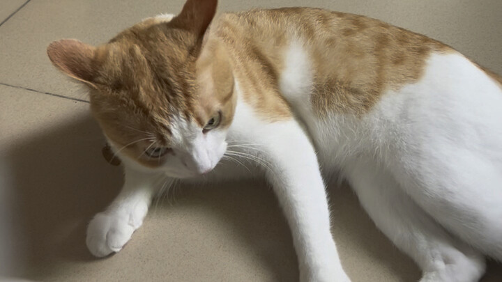 ما بدي ألعب، بس ما أقدر أقاوم إصرار القط على اللعب وحده!