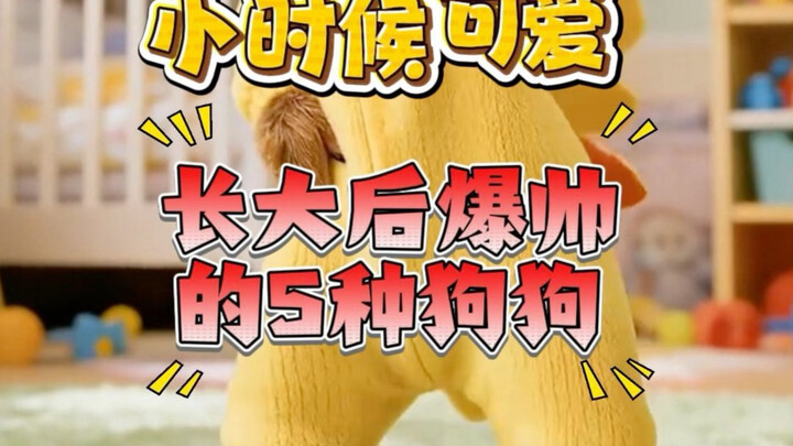 Pikachu Teddy is super cute! 5 dog breeds that are soft and adorable as puppies but grow up to be in