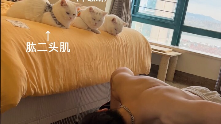 Giờ ngoài kia ai cũng thích mèo cơ bụng! Nhanh tập đi!
