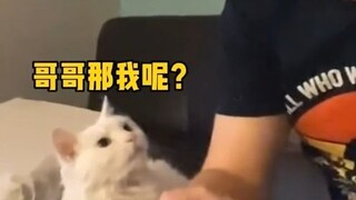 Some cats can understand human speech.