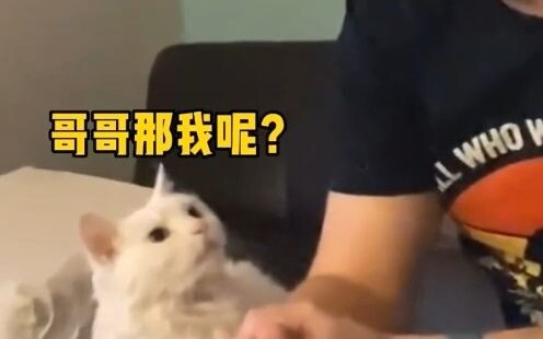 Beberapa kucing bisa mengerti bahasa manusia